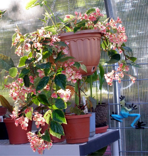 B. ‘Fragrant Beauty’